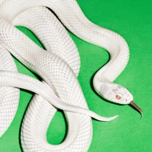 DEFTONES - Private Music (Edición limitada color)