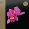 OPETH - ORCHID (RED VINYL-2LP) TAPA OPETH - Orchid (Edición limitada, 2LP color, Half Speed Master)